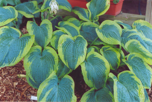 Francis Williams Plantain Lily (Hosta francis 'Williams') - QT