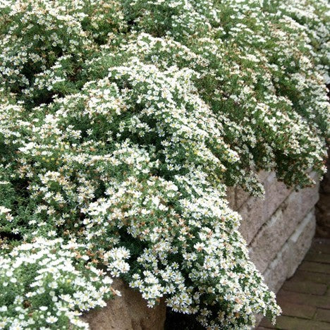 Snow Flurry Aster (Aster ericoides 'Snow Flurry') - 1 gallon