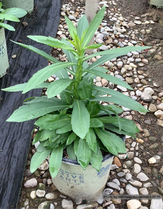 Common Sneezeweed (Helenium autumnale) - 1 gallon