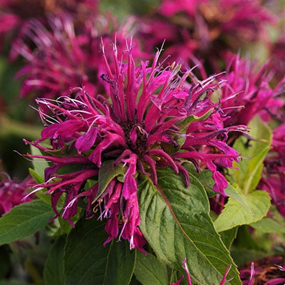 Balmy™ Purple Bee Balm (Monarda balmy 'Purple') - 1 gallon