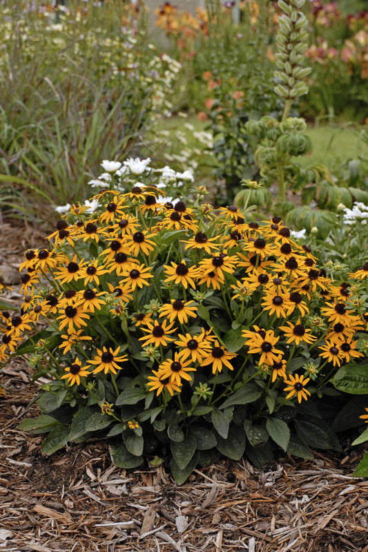 Little Goldstar Black-Eyed Susan (Rudbeckia fulgida var. sullivantii 'Little Goldstar') - 1 gallon