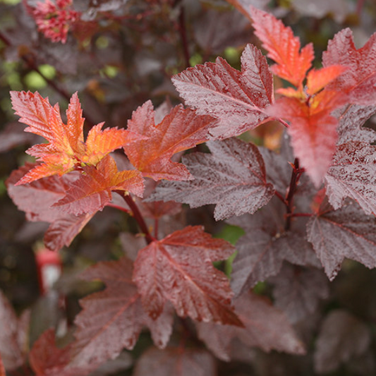 Ginger Wine® Ninebark (Physocarpus O 'Ginger Wine') - 3 gallon 15"