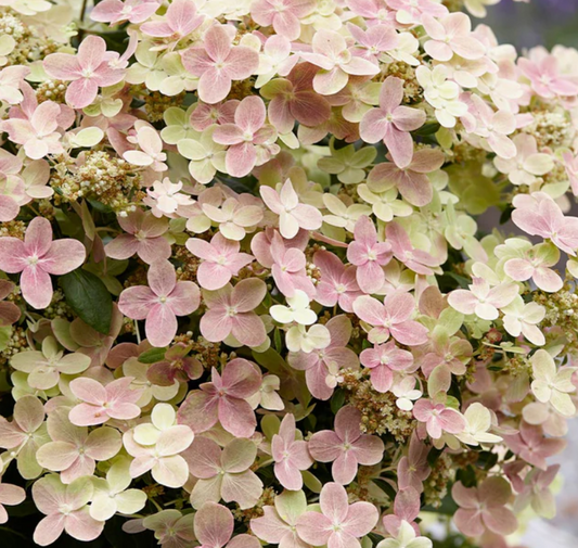 Hydrangea Early Evolution (Hydrangea 'P Early Evolution') - 1 gallon