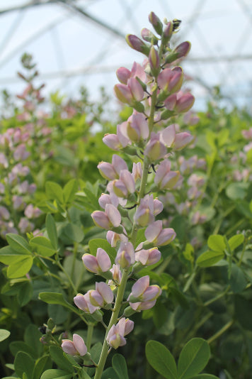 Decadence® Deluxe 'Pink Truffles' False Indigo (Baptisia 'Pink Truffles') - 1 gallon