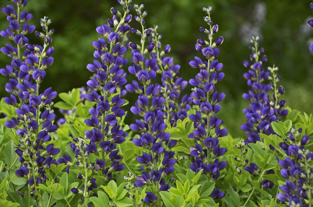 Decadence® 'Sparkling Sapphires' False Indigo (Baptisia sparkling 'Sapphires') - 1 gallon