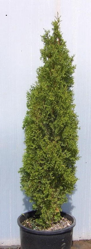 Degroots Spire Arborvitae (Thuja occidentalis 'Degroots Spire') - 1 gallon