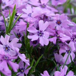 Purple Beauty Creeping Phlox (Phlox subulata 'Purple Beauty') - 1 gallon