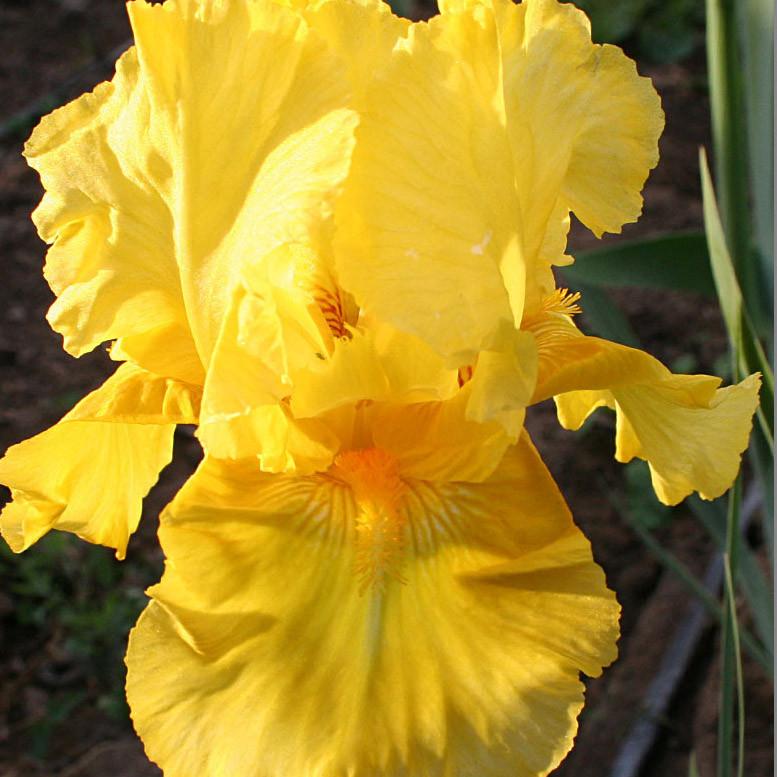 Pleasant Peasant Intermediate Bearded Iris (Iris germanica 'Pleasant Peasant') - 1 gallon