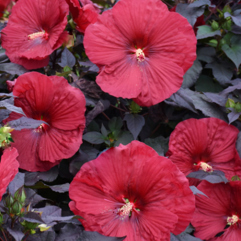 Summerific® 'Holy Grail' Rose Mallow (Hibiscus holy 'Grail') - 2 gallon