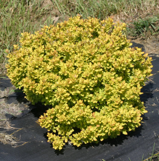 Sunjoy® Mini Saffron Barberry (Berberis thunbergii 'Sunjoy Mini Saffron') - 2 gallon 10"