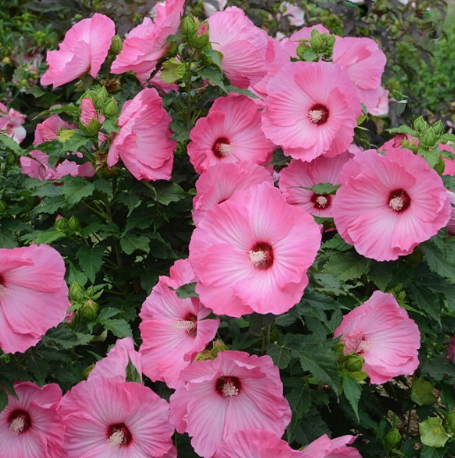 Airbrush Effect Rose Mallow (Hibiscus airbrush 'Effect') - 2 gallon