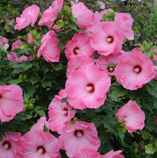 Airbrush Effect Rose Mallow (Hibiscus airbrush 'Effect') - 2 gallon