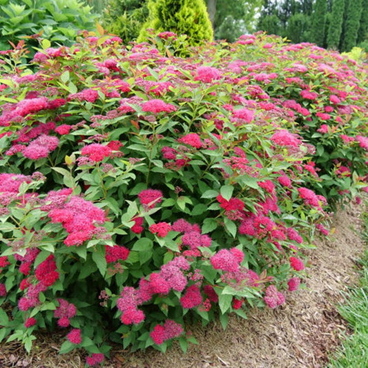 Double Play Doozie® Spirea (Spiraea JAP 'Dbl Play Doozie') - 3 gallon 15"