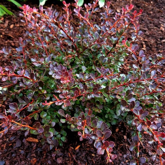WorryFree® Crimson Cutie® Barberry (Berberis thunbergii 'Crimson Cutie') - 2 gallon 10"
