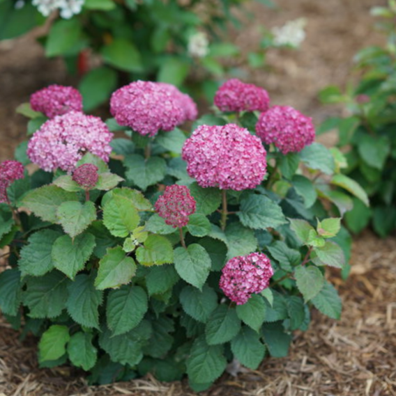 Invincibelle® Spirit II Smooth hydrangea (Hydrangea arborescens 'Invincble Spirit Ii') - 3 gallon