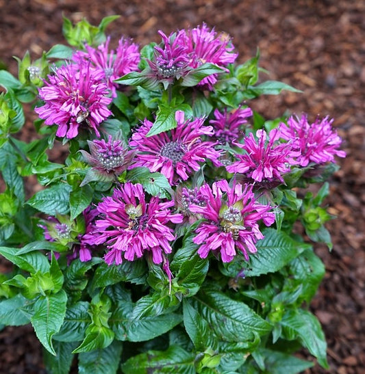Pocahontas Purple Rose Bee Balm (Monarda pocahontas 'Purple Rose') - 1 gallon