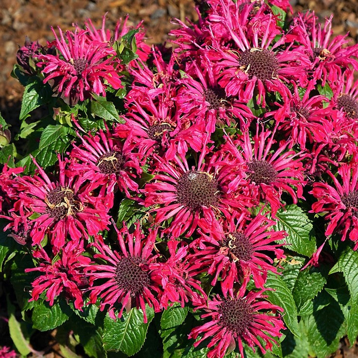 Pocahontas Red Rose Bee Balm (Monarda pocahontas 'Red Rose') - 1 gallon