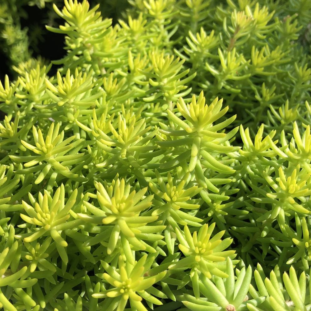 Angelina’s Teacup Stonecrop (Sedum angelinas 'Teacup') - 1 gallon