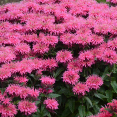 Sugar Buzz® Bubblegum Blast Bee Balm (Monarda 'Sugar Buzz Bubblegum Blast') - 1 gallon