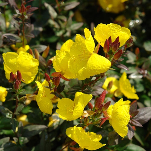 Fireworks Evening Primrose (Oenothera fireworks) - 1 gallon