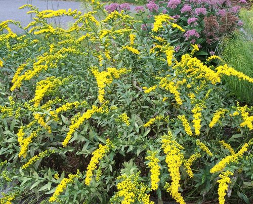 Fireworks Goldenrod (Solidago fireworks) - 1 gallon