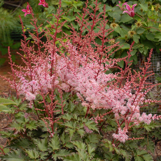Delft Lace Astilbe (Astilbe 'Delft Lace') - 1 gallon