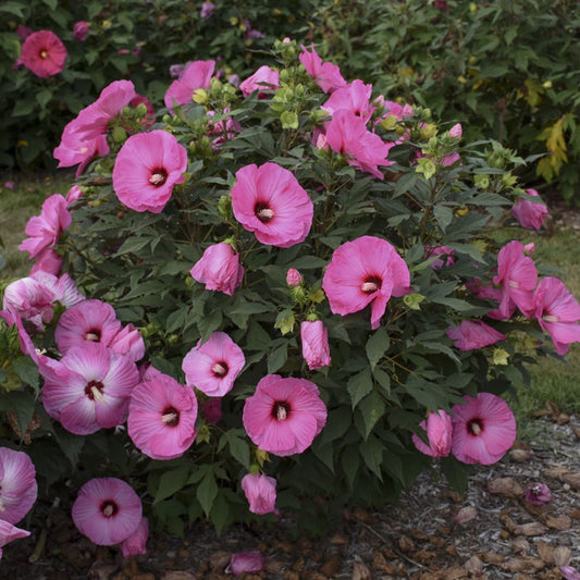 Summerific® 'Candy Crush' Rose Mallow (Hibiscus x 'Summerific Candy Crush') - 2 gallon