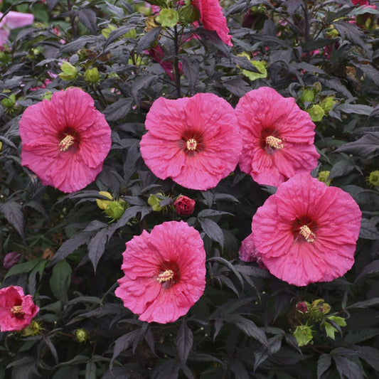 Summerific® 'Evening Rose' Rose Mallow (Hibiscus x 'Summerific Evening Rose') - 2 gallon