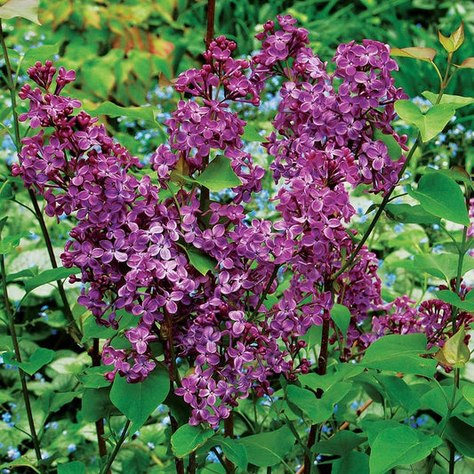 Pocahontas Lilac (Syringa x hyacin. 'Pocahontas') - 3 gallon 24"