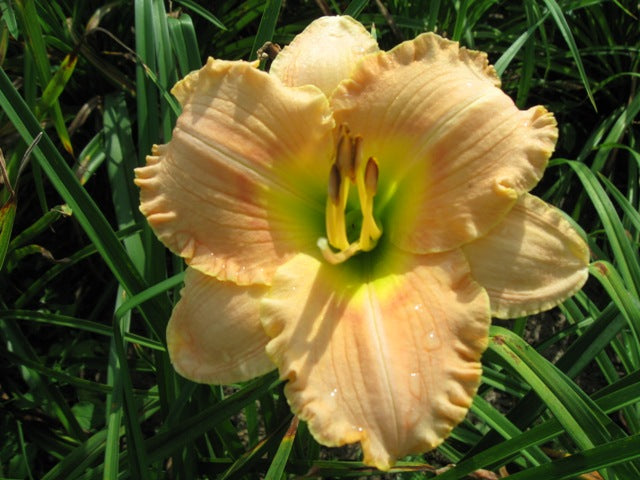 Elegant Candy Daylily (Hemerocallis T.A.N. 'Elegant Candy') - 1 gallon