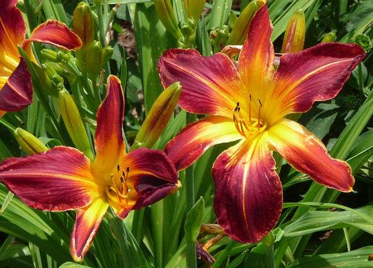 Rainbow Rhythm® 'Ruby Spider' Daylily (Hemerocallis ruby 'Ruby Spider') - 1 gallon