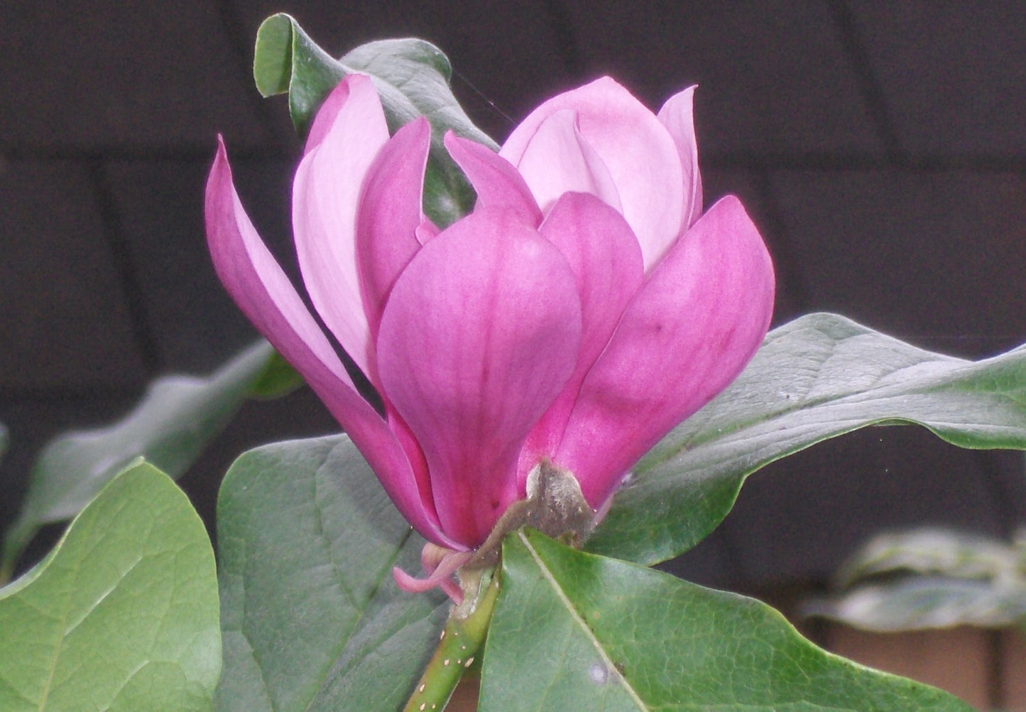 Ann Magnolia (Magnolia x 'Ann') - 3 gallon 24-30"