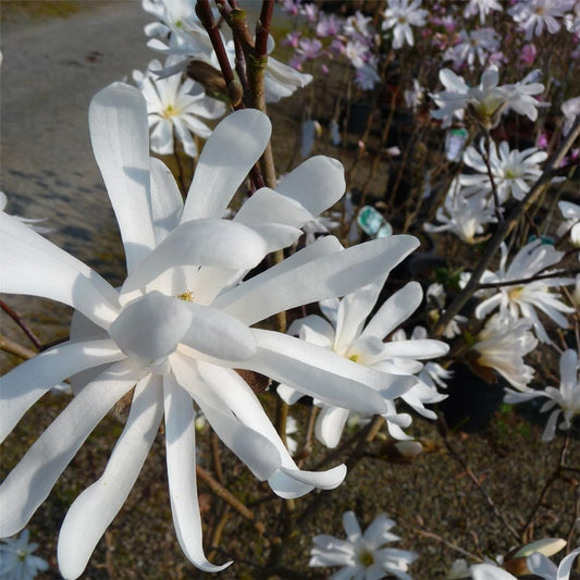 Royal Star Magnolia (Magnolia stellata 'Royal Star') - 3 gallon 24-30"