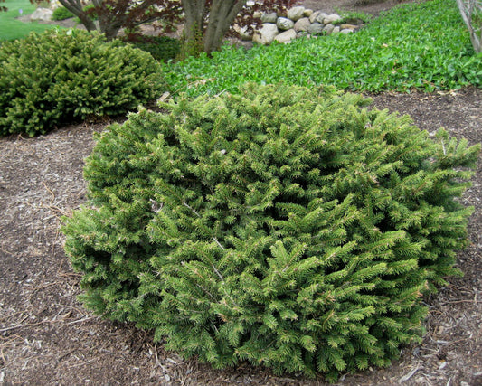 Dwarf Norway Spruce (Picea abies 'Pumila') - 3 gallon 12"