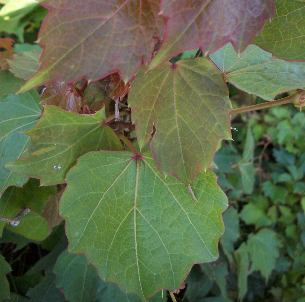 Robusta Boston Ivy (Parthenocissus tricuspidata 'Robusta') - 1 gallon