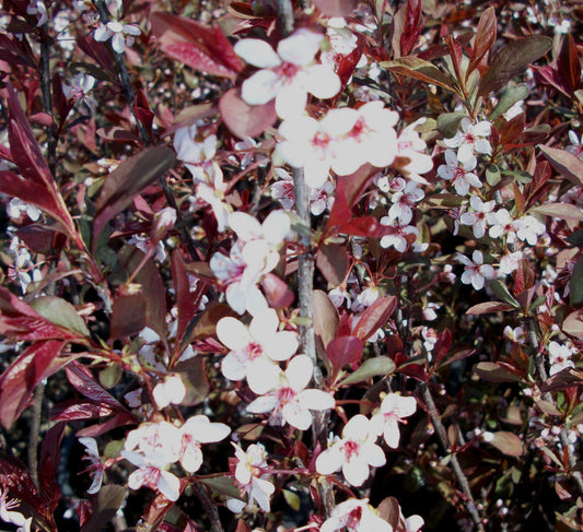 Purpleleaf Sand Cherry (Prunus x cistena) - 3 gallon 18"