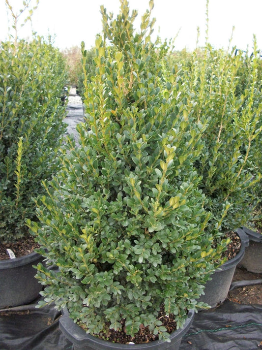 Green Mountain Boxwood (Buxus microphylla 'Green Mountain') - 3 gallon 18"