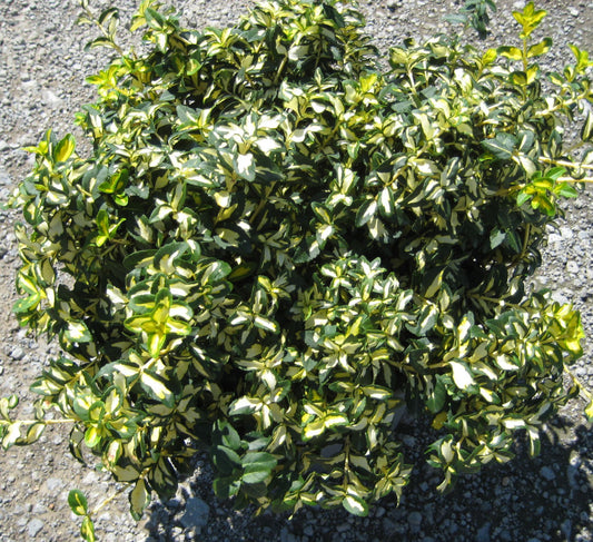 Moonshadow™ Euonymus (Euonymus fortunei 'Moonshadow') - 2 gallon 10"