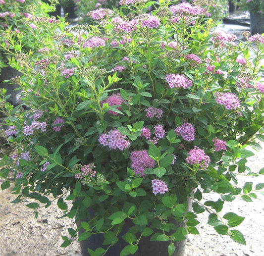 Little Princess Spiraea (Spiraea japonica 'Little Princess') - 2 gallon 12"