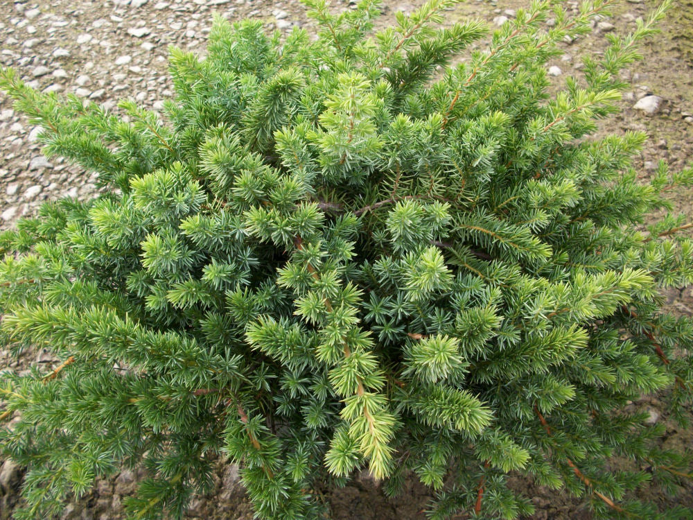 Blue Shore Juniper (Juniperus conferta 'Blue Pacific') - 3 gallon 15"