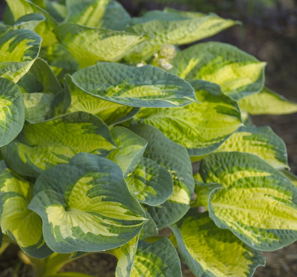 Great Expectations Plantain Lily (Hosta great 'Great Expectations') - 1 gallon