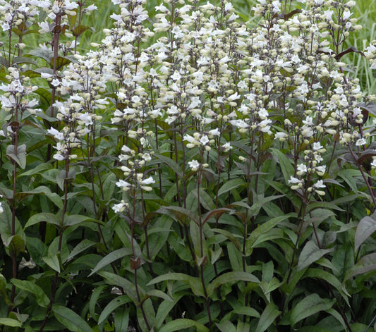 Husker Red Beardtongue (Penstemon digitalis 'Husker Red') - 1 gallon