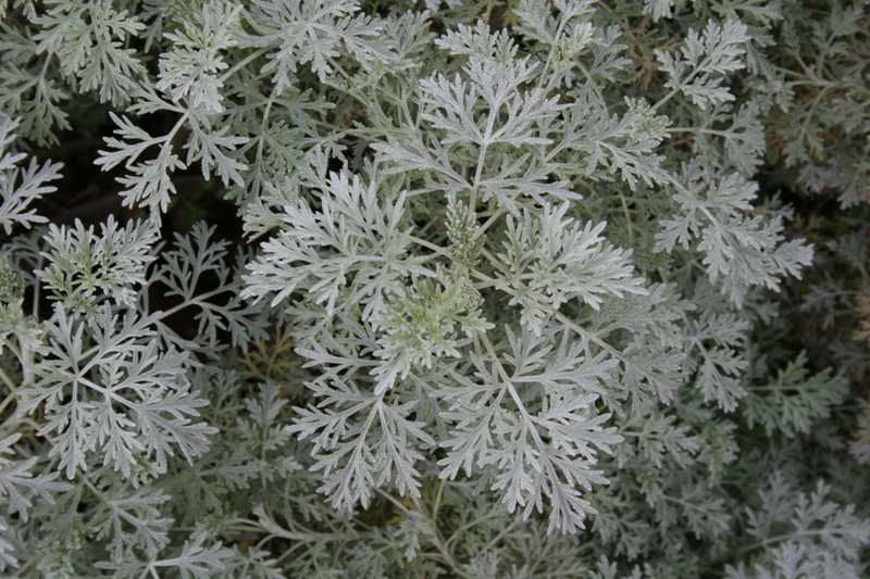 Powis Castle Artemisia (Artemisia x 'Powis Castle') - 1 gallon