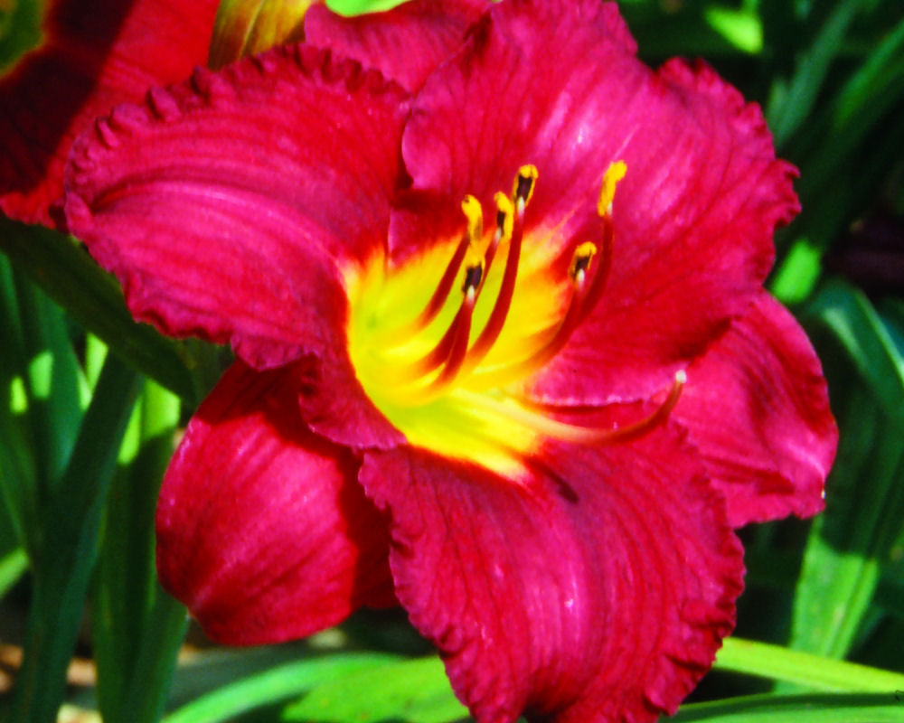 Pardon Me Daylily (Hemerocallis pardon 'Pardon Me') - 1 gallon