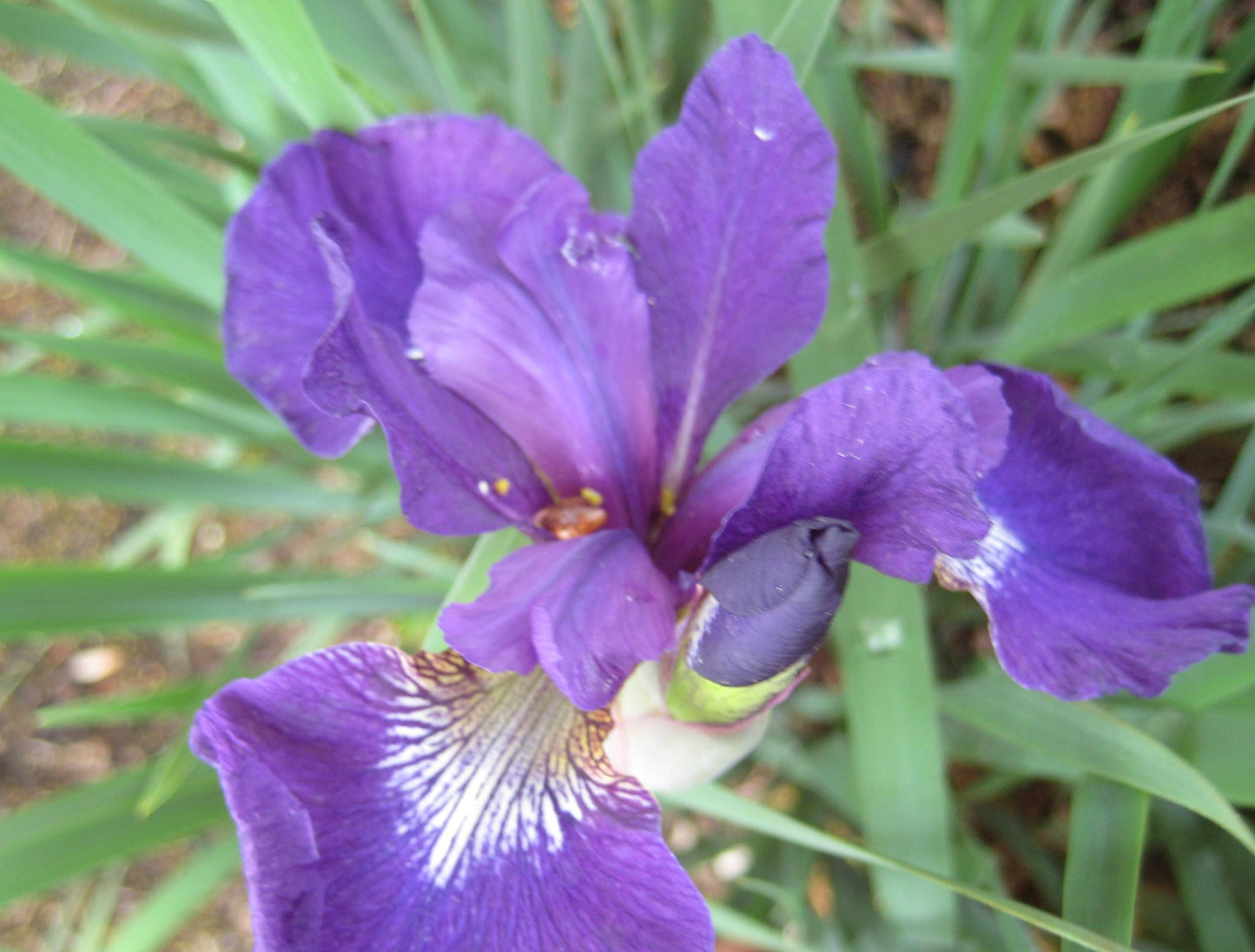 Caesar's Brother Siberian Iris (Iris siberica 'Caesar's Brother') - 1 gallon