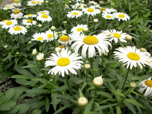 Snow Lady Shasta Daisy (Leucanthemum x superbum 'Snow Lady') - 1 gallon