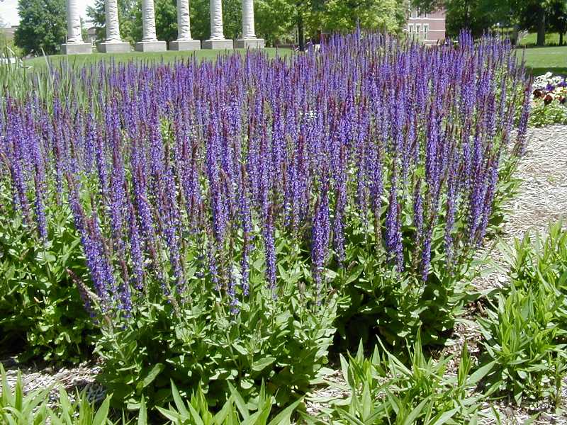 East Friesland Meadow Sage (Salvia nemorosa 'East Friesland') - 1 gallon
