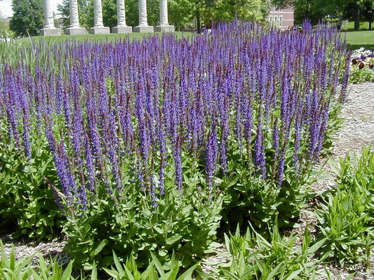 East Friesland Meadow Sage (Salvia nemorosa 'East Friesland') - 1 gallon