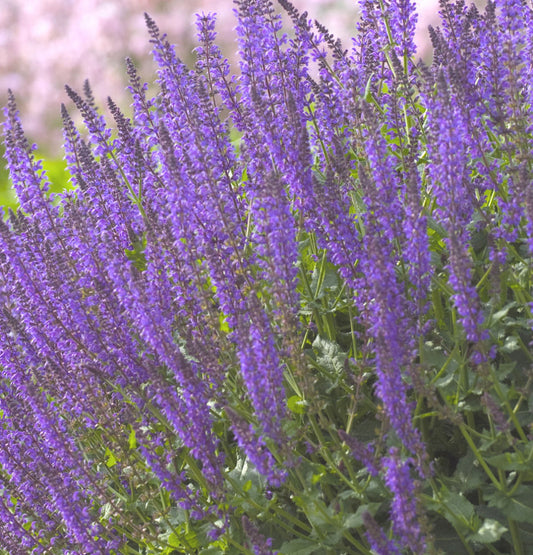 May Night Wood sage (Salvia nemorosa 'May Night') - 1 gallon