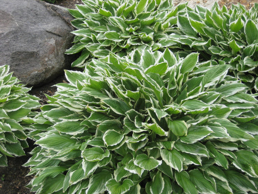 Francee Plantain Lily (Hosta francee 'Francee') - 1 gallon